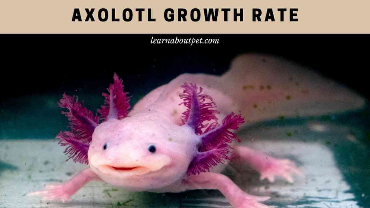 Axolotl Growth Rate : 5 Clear Axolotl Stunted Growth Reasons