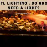 Axolotl Lighting : Do Axolotls Need A Light? 9 Cool Facts