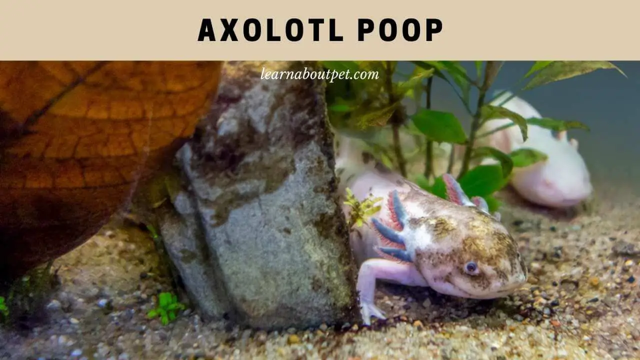 Axolotl poop