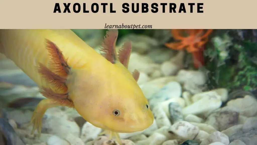 Axolotl Substrate (9 Cool Ideas) 2024