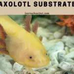 Axolotl Substrate : (9 Cool Ideas)