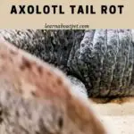 Axolotl Tail Rot : 4 Menacing Causes Of Decayed Axie Tail