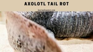 Axolotl tail rot