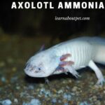 Axolotl Ammonia Burn : 5 Clear Ways To Avoid Or Prevent Axie Ammonia Spike