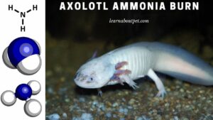 Axolotl ammonia burn