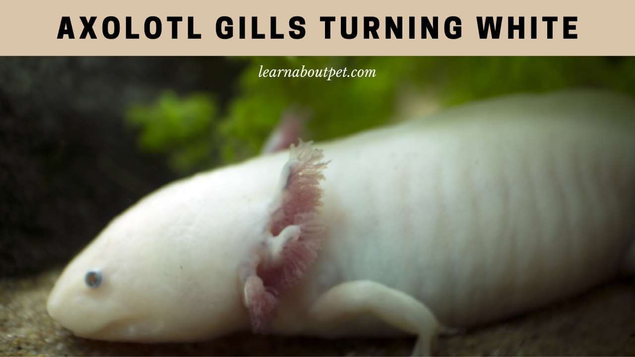 Axolotl gills turning white