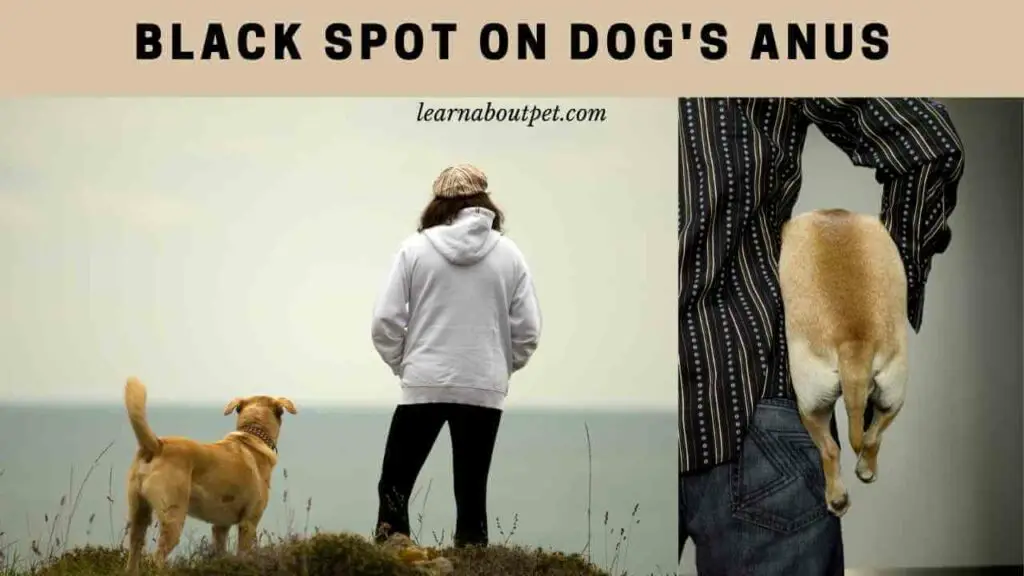 Black spot on dog's anus