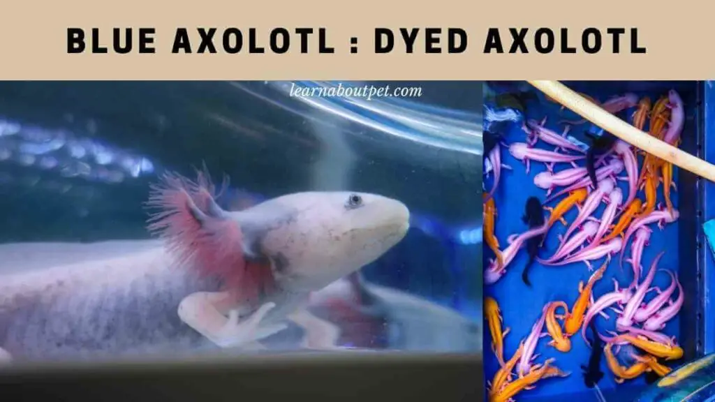 Blue axolotl