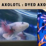 Blue Axolotl