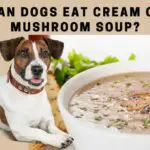 Can Dogs Eat Cream Of Mushroom Soup? 7 Menacing Symptoms