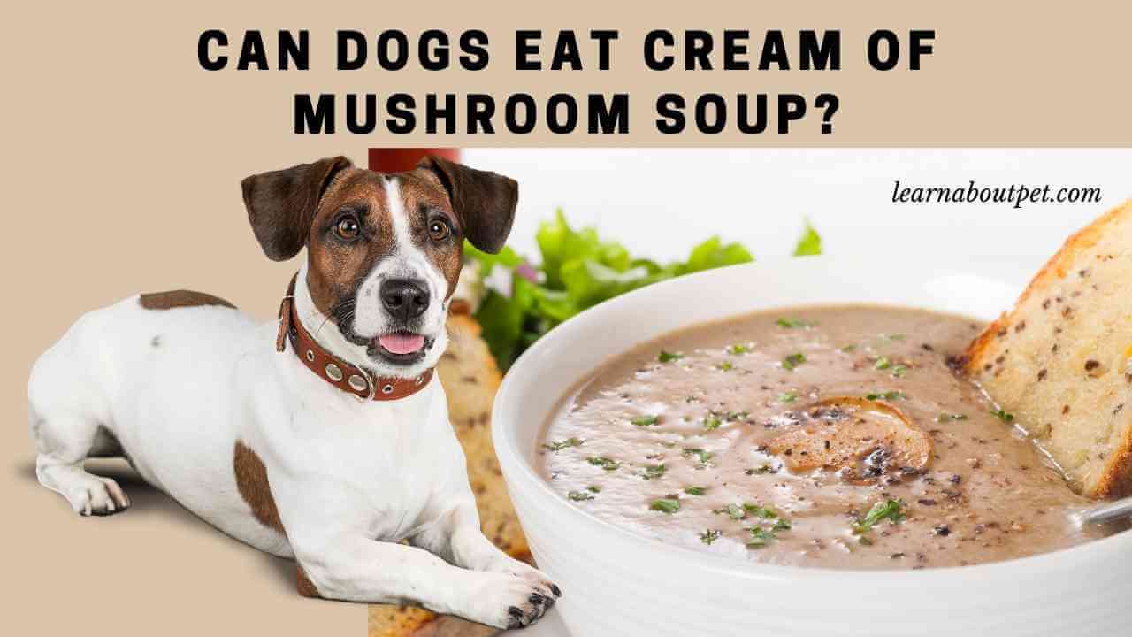 Can Dogs Eat Cream Of Mushroom Soup? 7 Menacing Symptoms