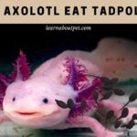 Can axolotl eat tadpoles