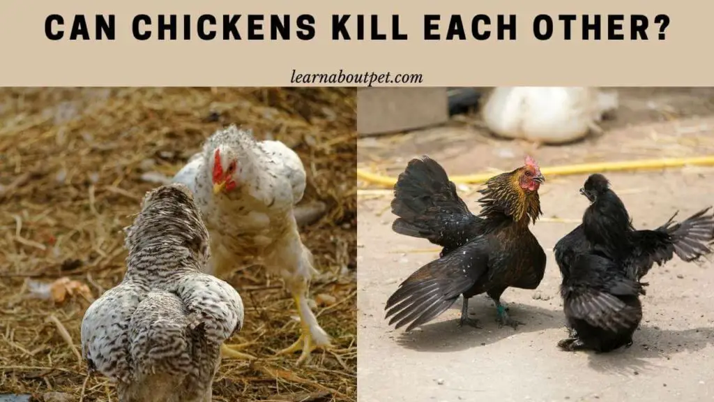 Can Chickens Kill Each Other? 3 Cool Strategies To Stop Them