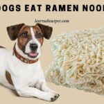 Can dogs eat ramen noodles