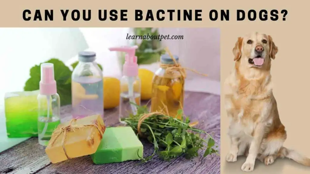 Can You Use Bactine On Dogs? (9 Interesting Facts) - 2022