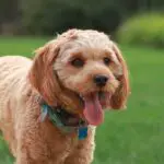 Cavapoo Dog Breed Review - Top 5 Best Qualities In Cavapoo