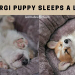 Corgi Puppy Sleeps A Lot : 5 Clear Biological Reasons Corgi Puppy Sleeps A Lot