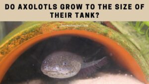 Do axolotls grow to the size of their tank
