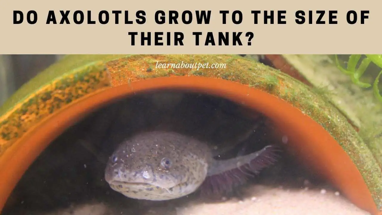 Do axolotls grow to the size of their tank