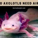 Do Axolotls Need Air? 4 Interesting Oxygen Source Types