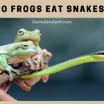 Do frogs eat snakes