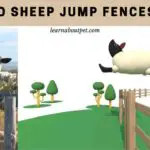 Do Sheep Jump Fences