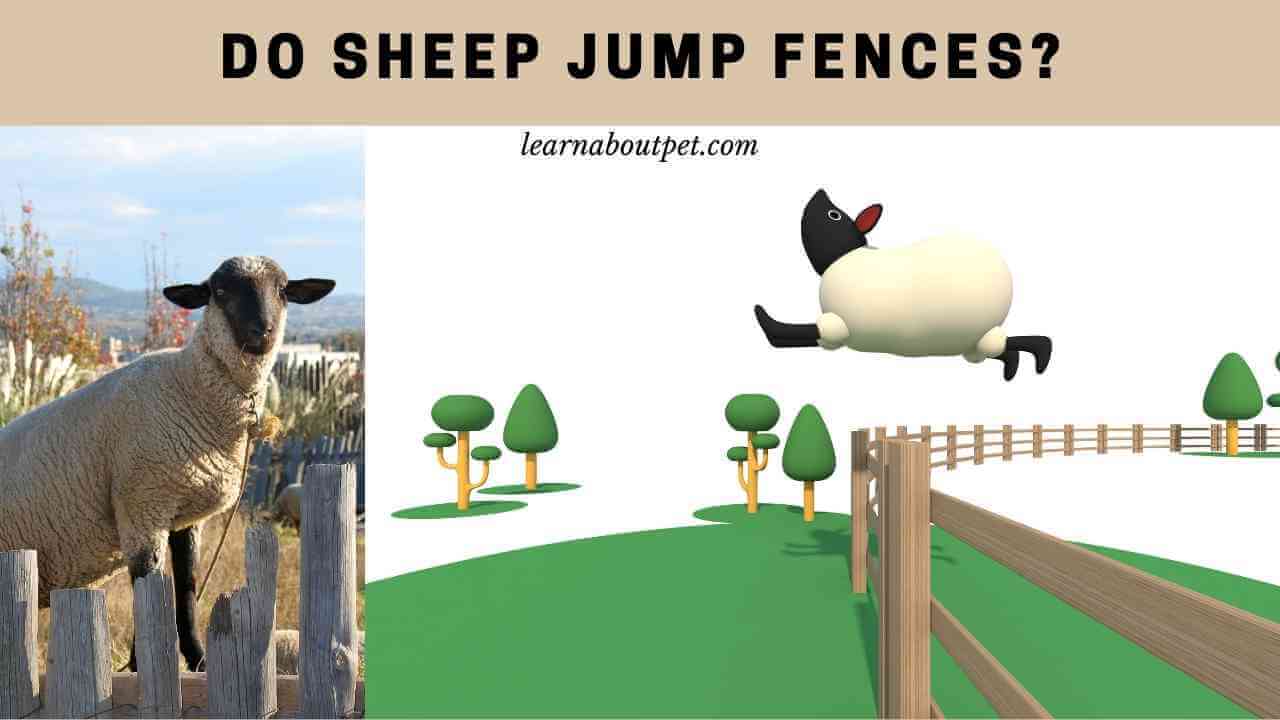 Do Sheep Jump Fences? (7 Interesting Facts) 2024