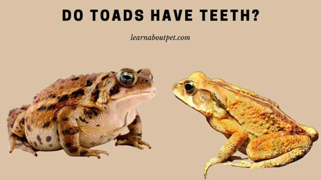Do toads have teeth