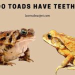 Do Toads Have Teeth? (7 Interesting Facts)