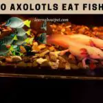 Do Axolotls Eat Fish? 9 Interesting Axie Eating Fish Facts