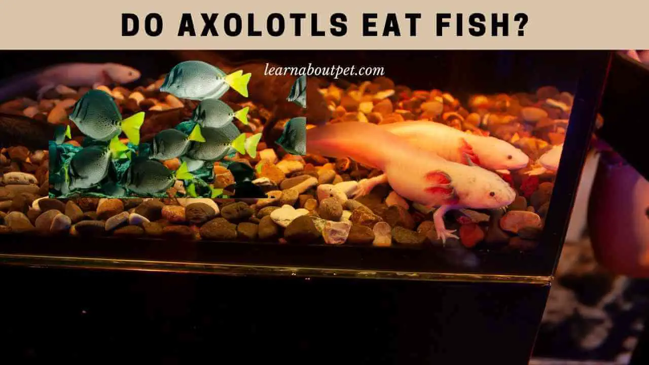 Do Axolotls Eat Fish? 9 Interesting Axie Eating Fish Facts