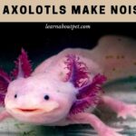 Do Axolotls Make Noise? 7 Cool Axie Sound Facts