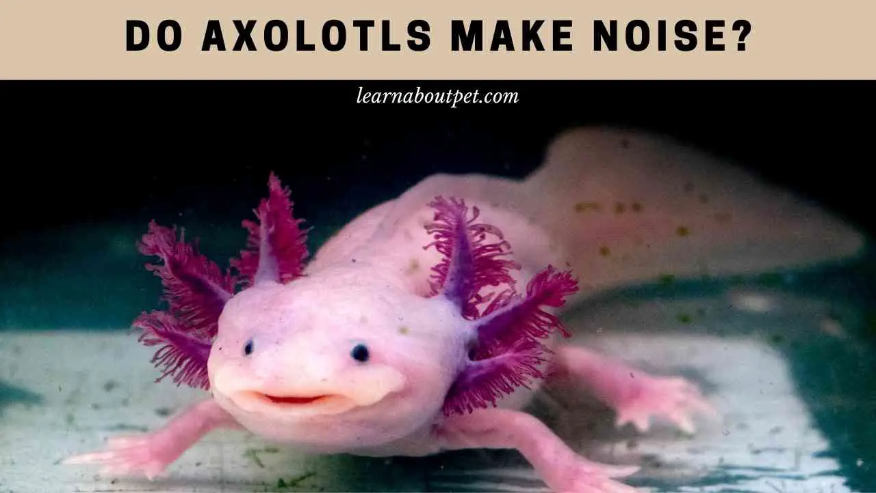 do-axolotls-make-noise-7-cool-axie-sound-facts-2022