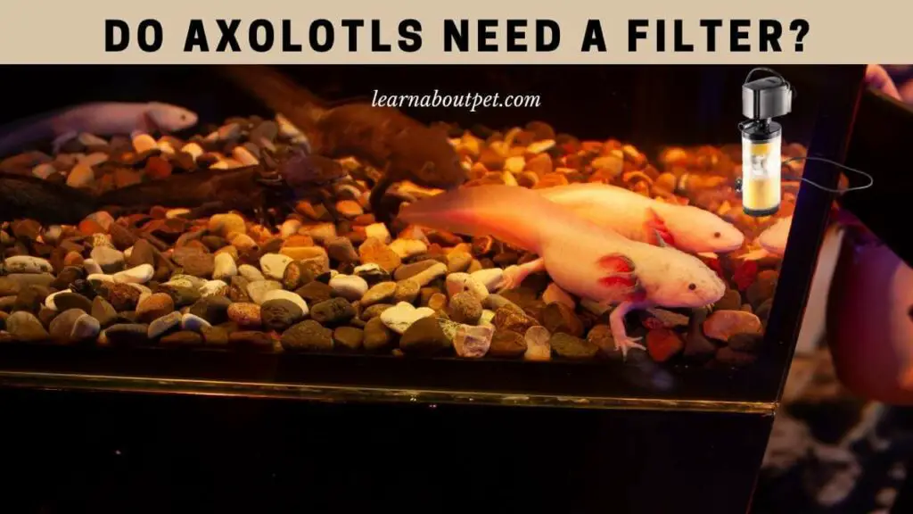 Do Axolotls Need A Filter? 4 Cool Axolotl Tank Filter Types