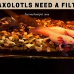 Do Axolotls Need A Filter? 4 Cool Axolotl Tank Filter Types