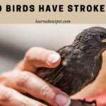 Do birds have strokes