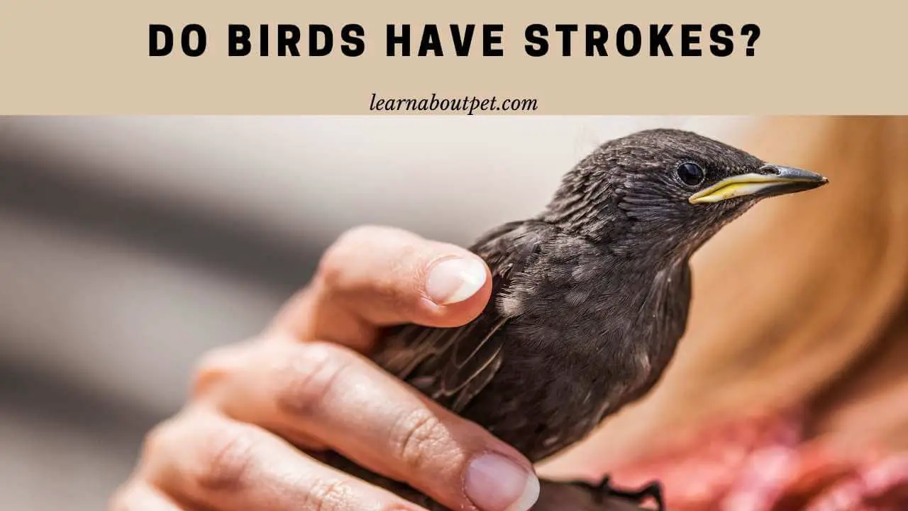 Do birds have strokes