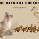 Do cats kill ducks