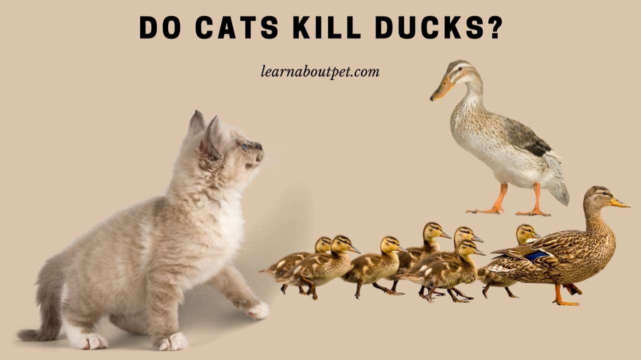 Do cats kill ducks