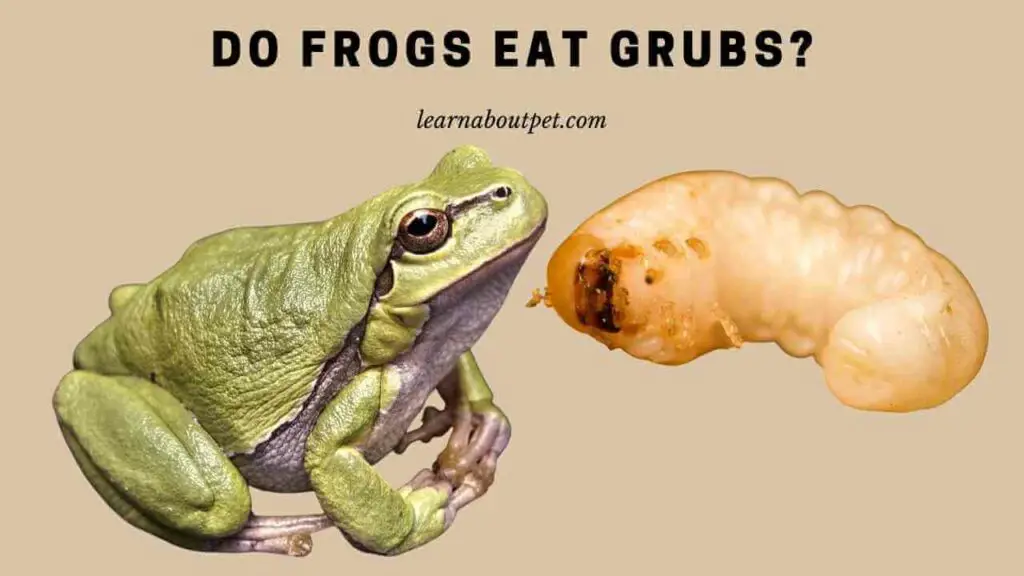 Do frogs eat grubs