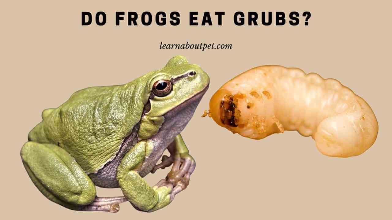 Do Frogs Eat Grubs? Are Grubs Safe For Frogs? (7 Cool Facts)