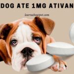 Dog Ate 1Mg Ativan : (9 Menacing Health Facts)