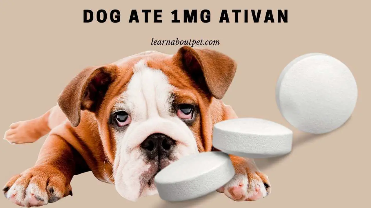 Dog Ate 1Mg Ativan : (9 Menacing Health Facts) - 2022