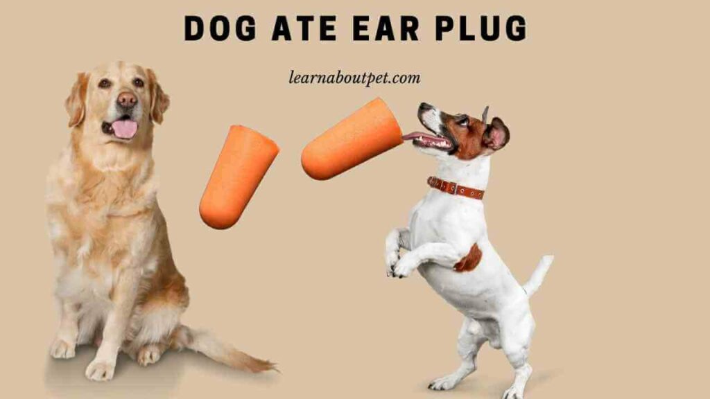 Dog Ate Ear Plug : (5 Menacing Symptoms) - 2023