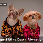 Dog Keeps Sitting Down Abruptly : (5 Clear Reasons)