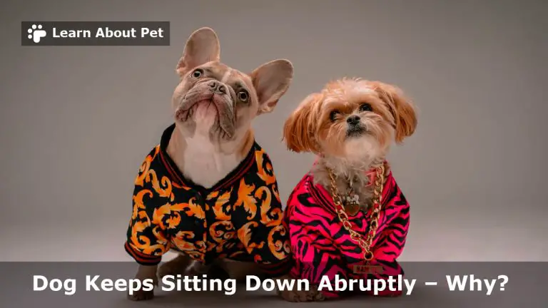 Dog Keeps Sitting Down Abruptly : (5 Clear Reasons) - 2023