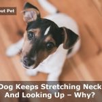 Dog Keeps Stretching Neck And Looking Up