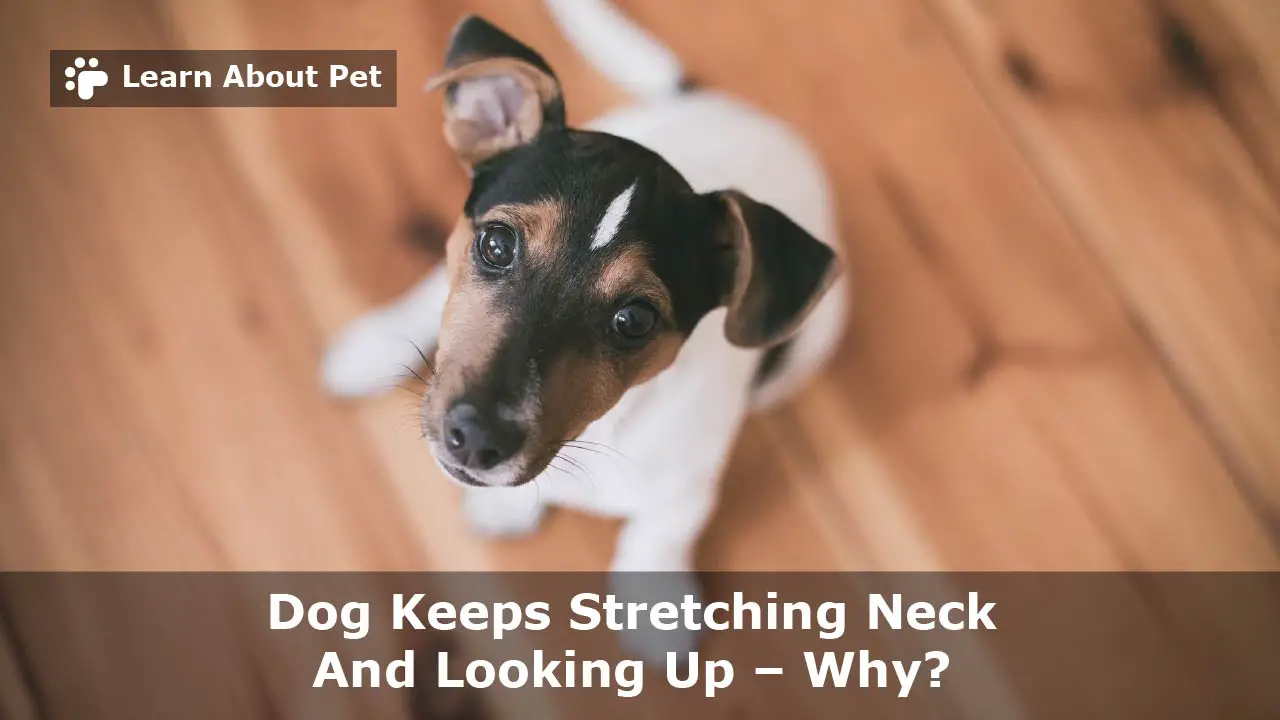Dog Keeps Stretching Neck And Looking Up 6 Menacing Reason