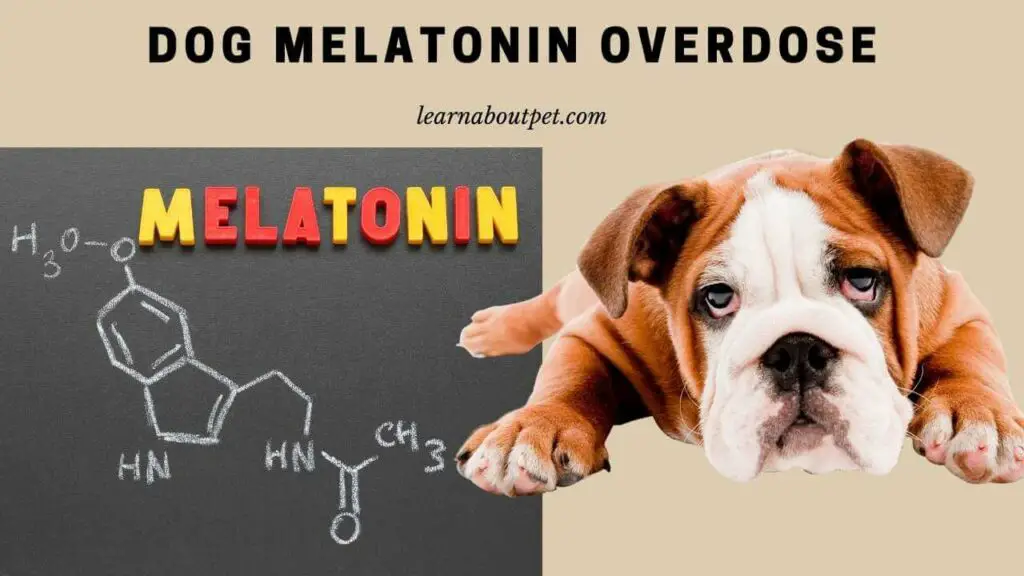 Dog Melatonin Overdose (6 Brutal Side Effects) 2024