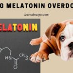 Dog Melatonin Overdose
